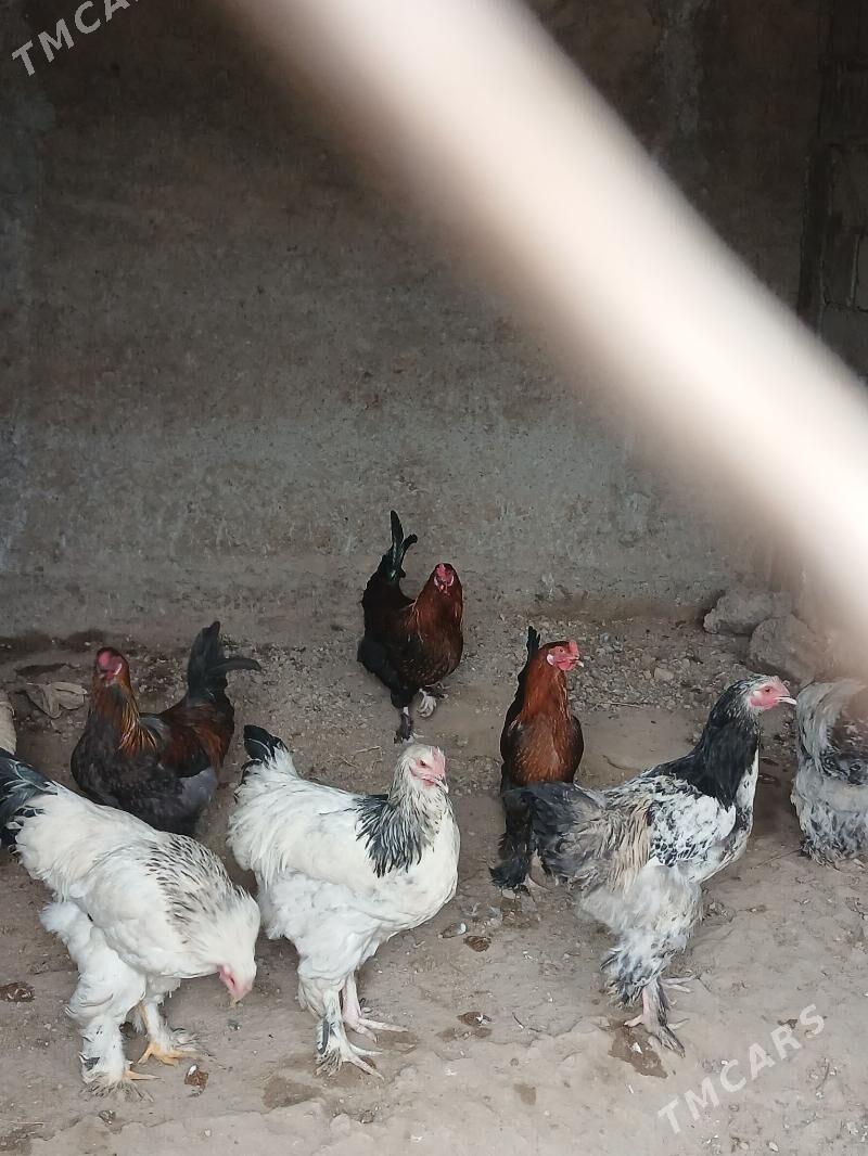 horaz - Багир - img 1