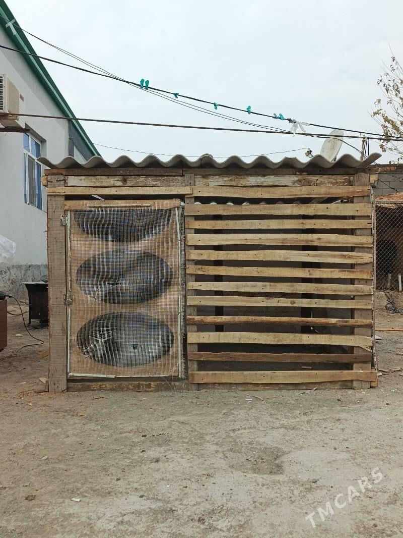 Towuk ketek - Garadamak - img 1