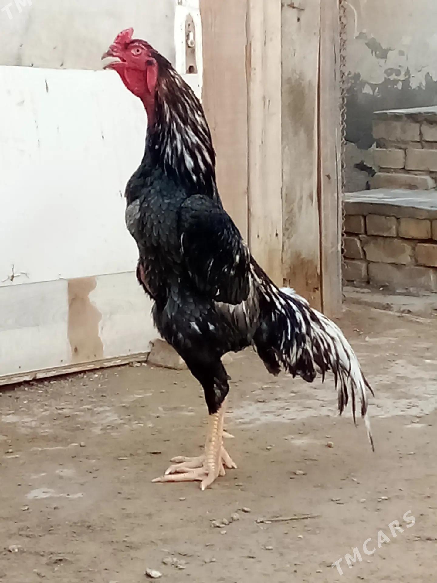 horaz - Керки - img 1