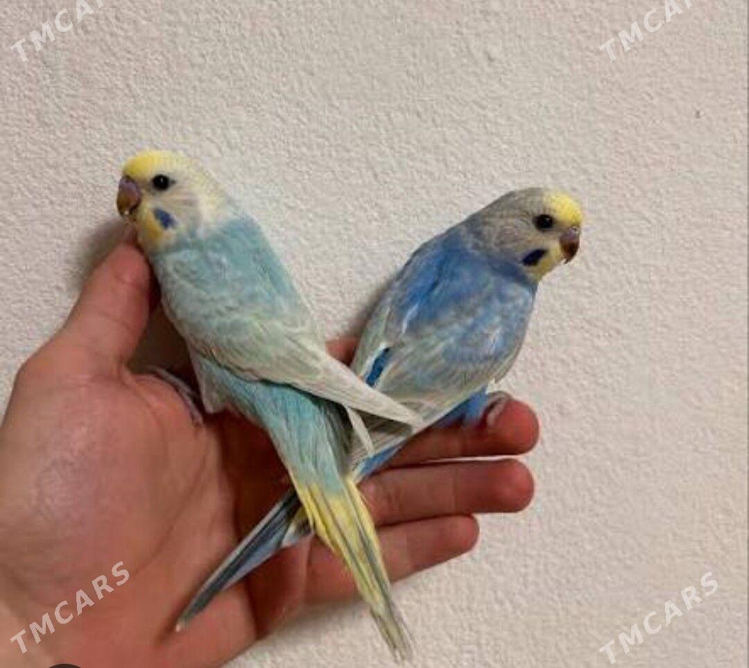 popugay guslar kletkalar - Aşgabat - img 1