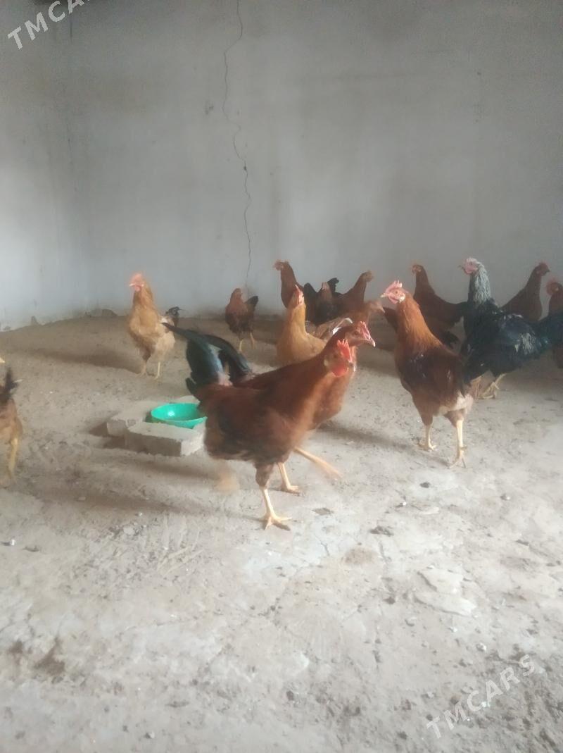 Horaz - Türkmengala - img 1