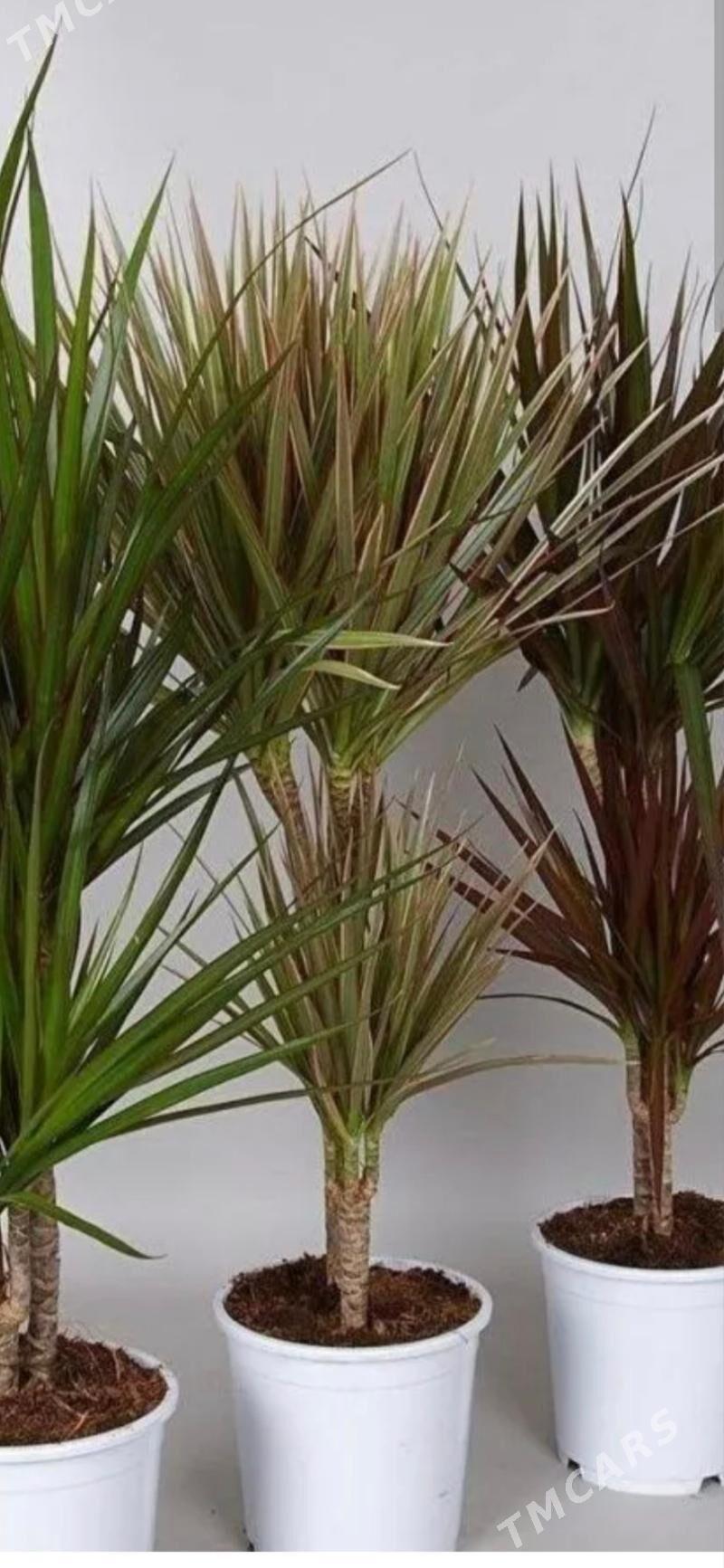 Драцена Маргината - Aşgabat - img 1