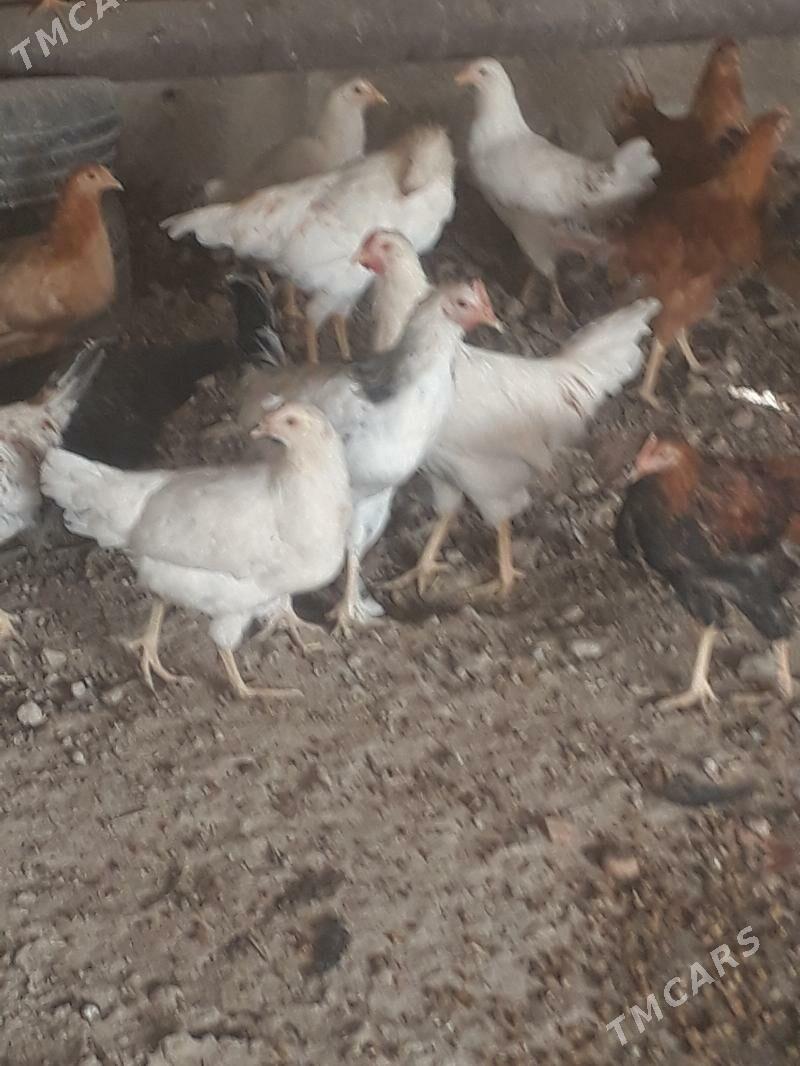 Towyk - Кака - img 1