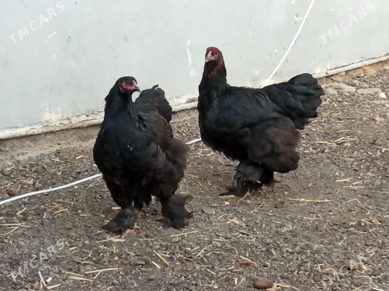 brama yumurtgasy - Çoganly - img 1