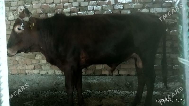 gõle - Гёкдепе - img 1