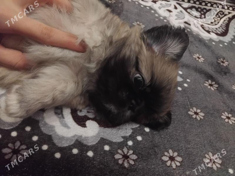 пекинес - Мары - img 1