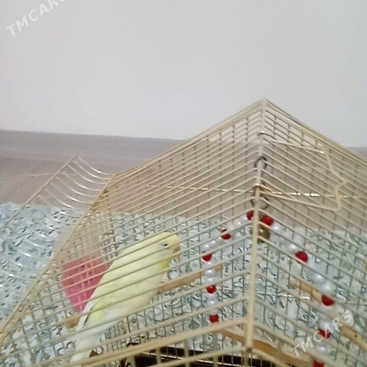 popugaŷ - Arkadag - img 1