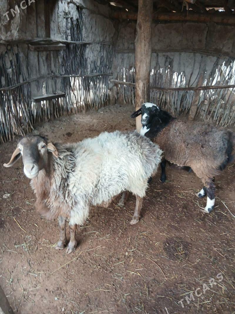 Gockar - Saýat - img 1