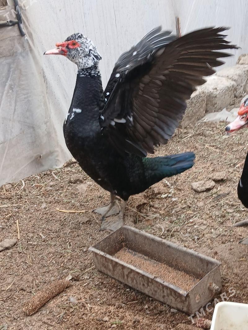 Ördek Indutga - Büzmeýin - img 1