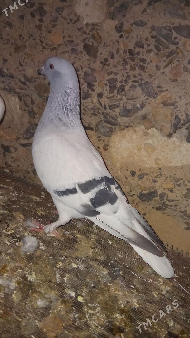 Guş - Gyzylarbat - img 1