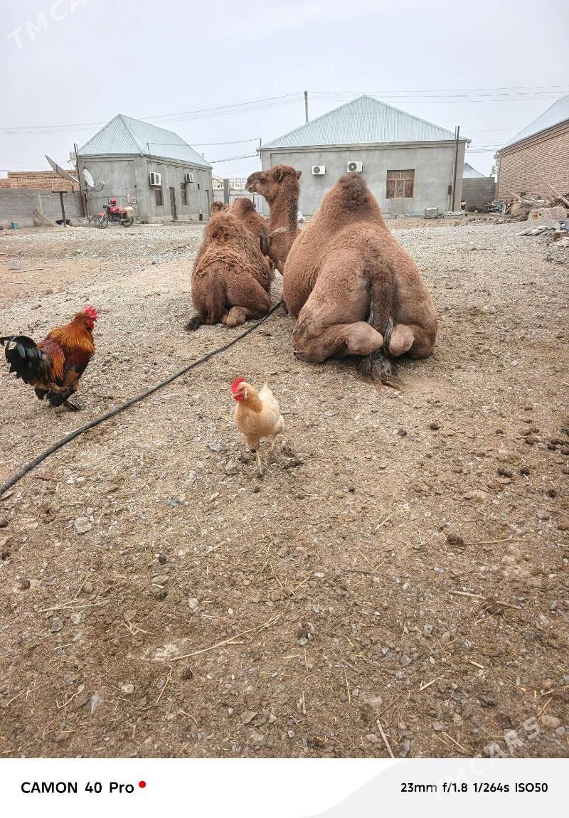 kosekli duye - Bäherden - img 1