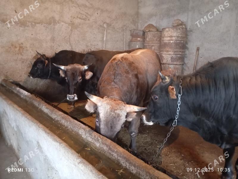 4-sany öküz - Гызыларбат - img 1