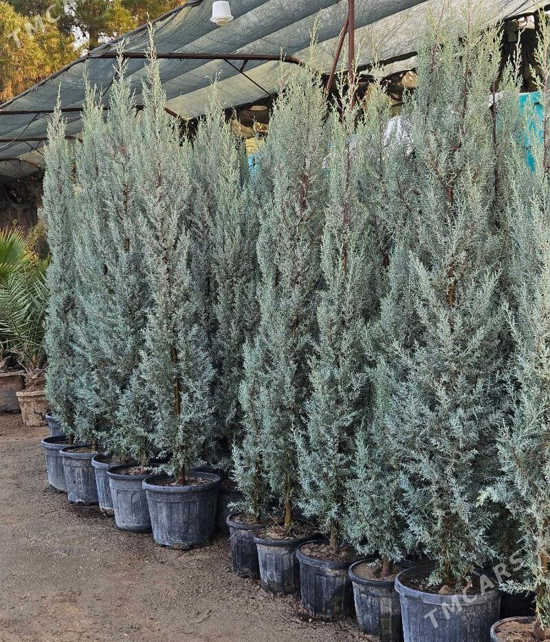 arizonski kiparis - Ашхабад - img 1