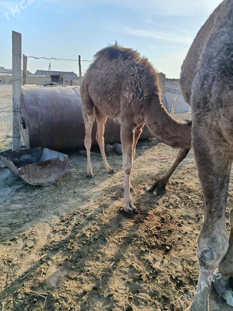 Torum - Esenguly - img 1