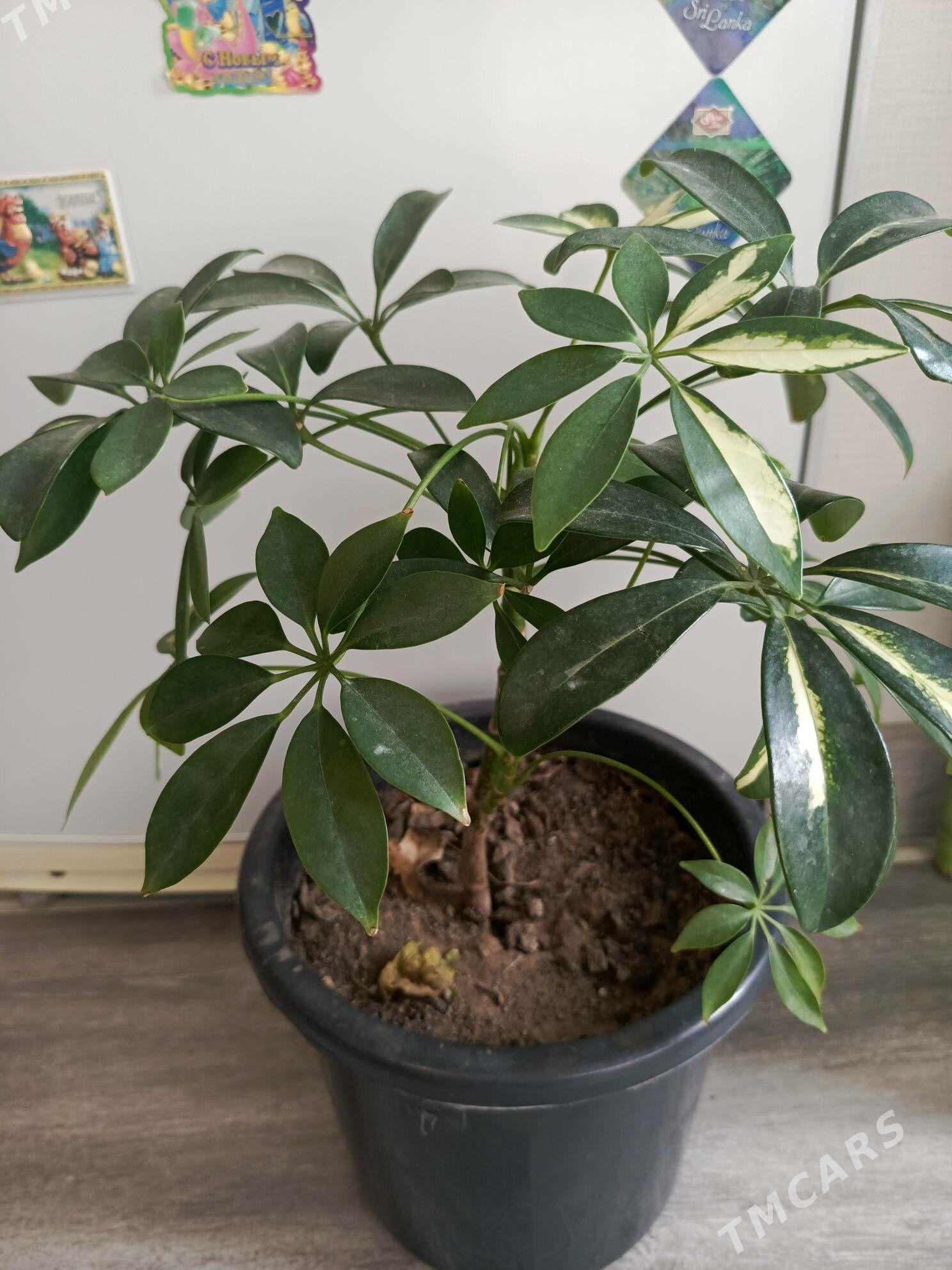 Цветы - Ашхабад - img 1