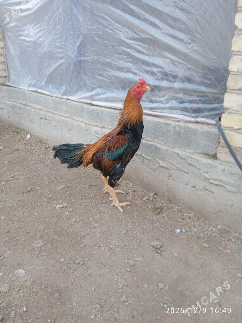 байсовы хораз - Çärjew - img 1