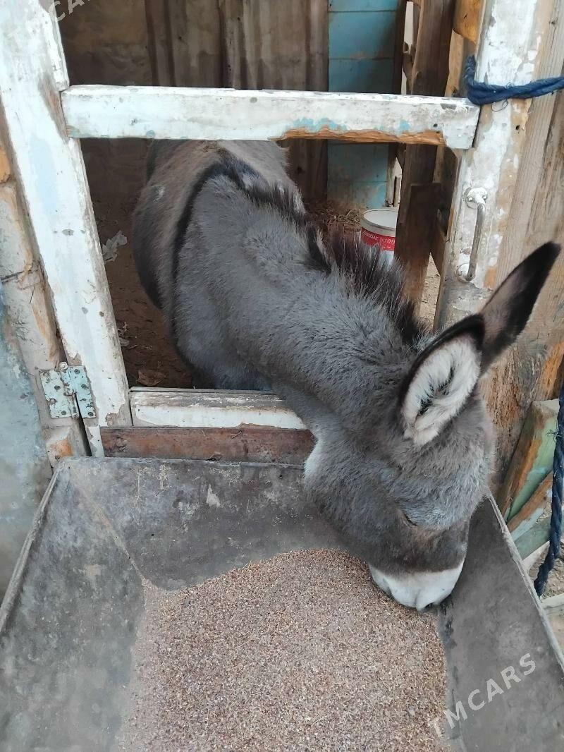 EŞEK ARABA - Mary - img 1