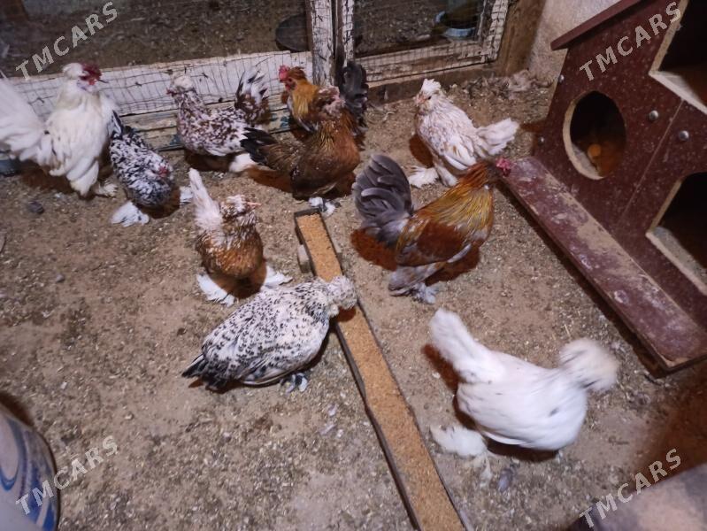 karlik troýka - Garadamak - img 1