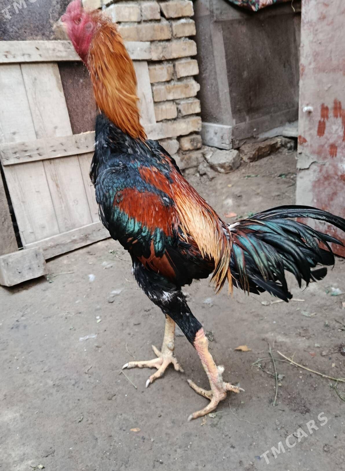 baysow - Türkmenabat - img 1