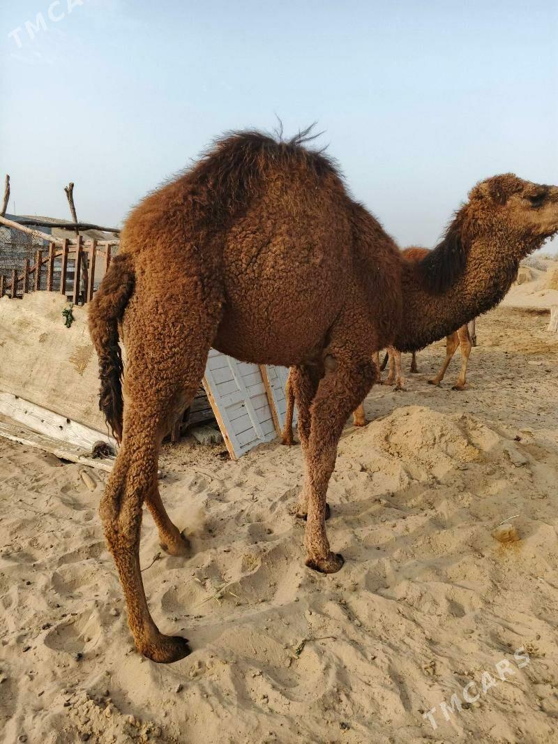 owşuk - Ak bugdaý etraby - img 1