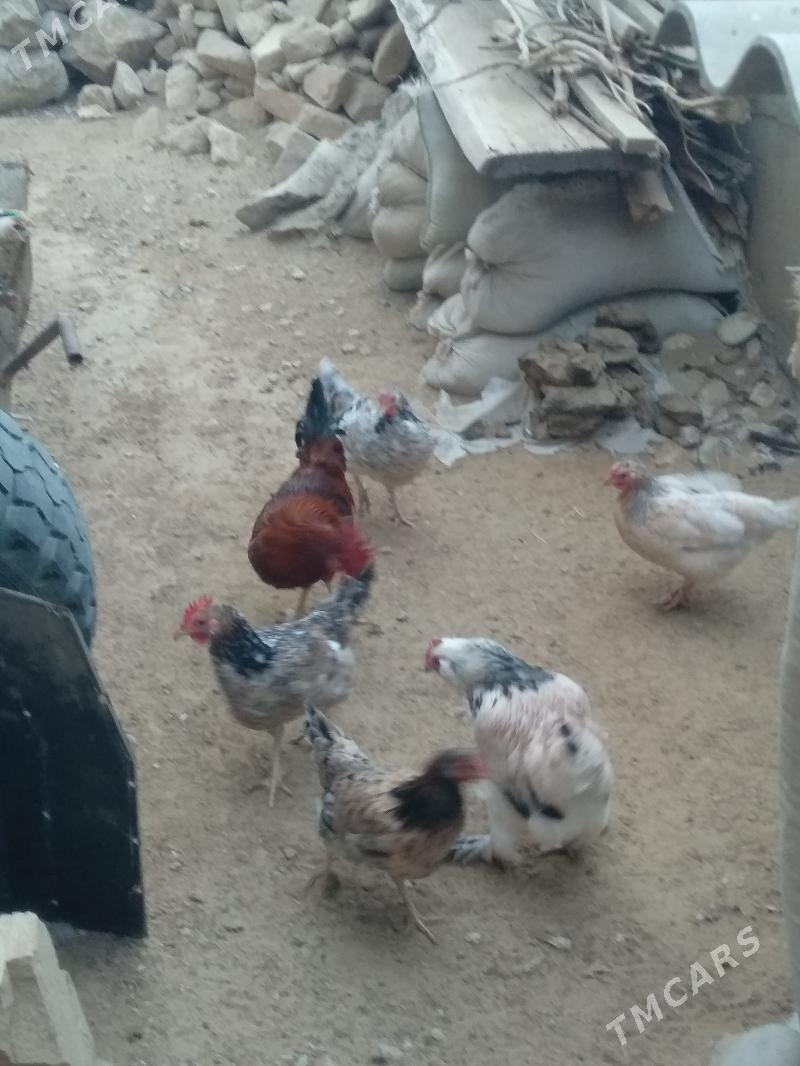 towuk - Джебел - img 1