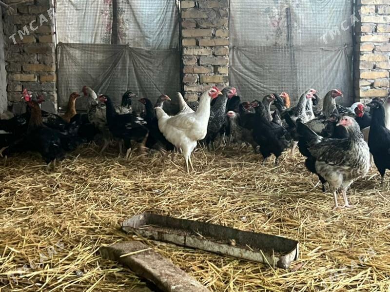 Gigant towuk horaz - Türkmenabat - img 1