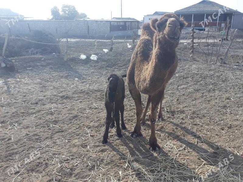 Duye - Esenguly - img 1