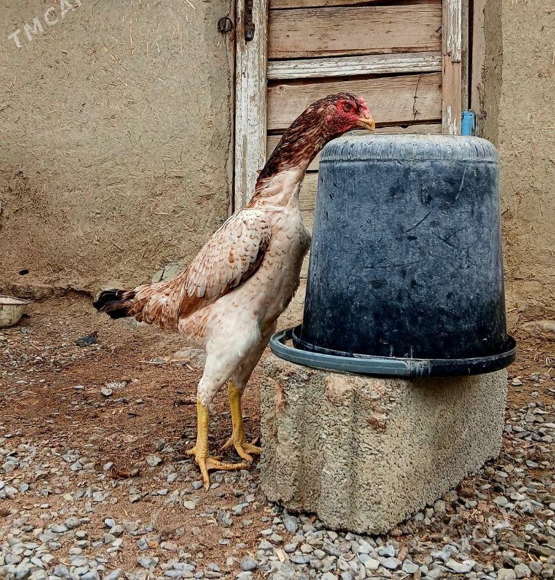 Taşkent maki - Bäherden - img 1