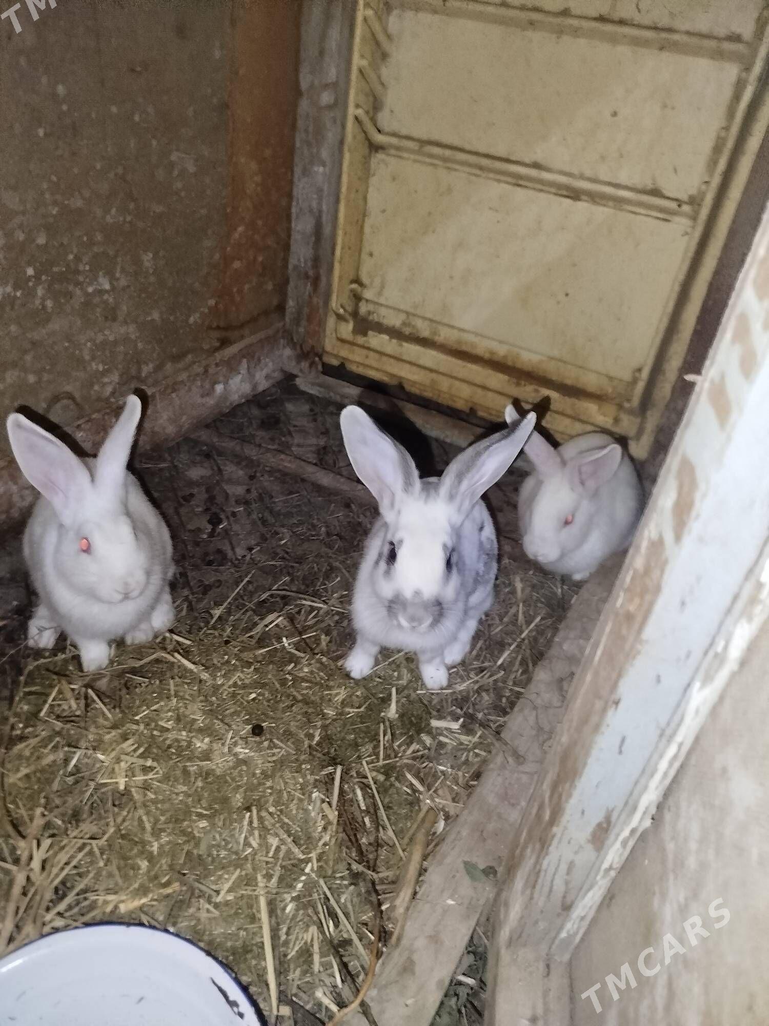 Towsan 3si bilen - Бахарден - img 1