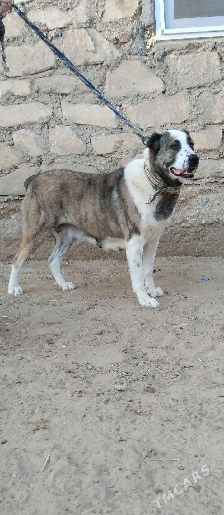 gujuk - Эсенгулы - img 1