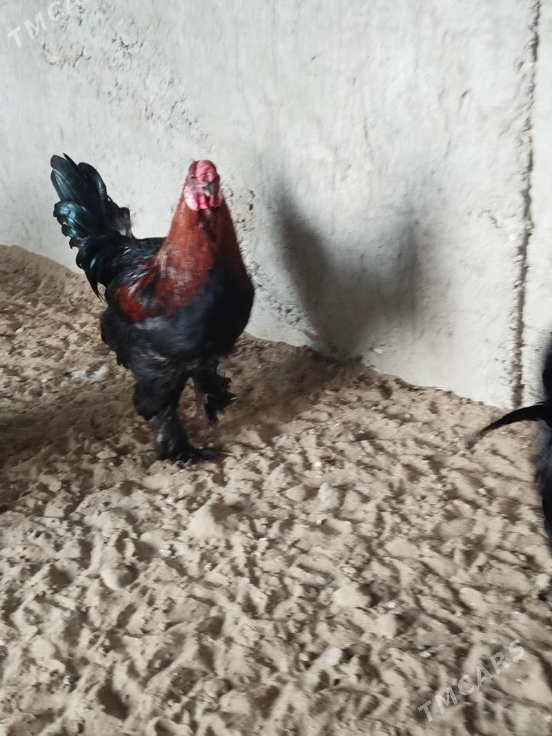 turkmen horaz yasajyk - Gumdag - img 1