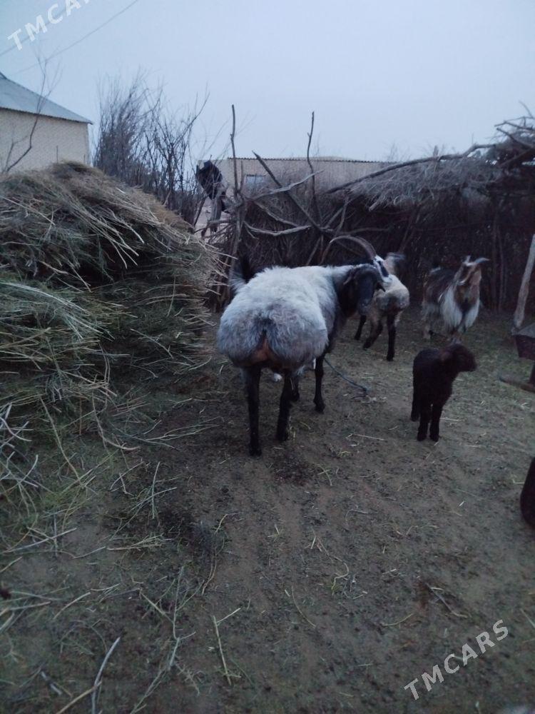 Öweç - Бабадайхан - img 1