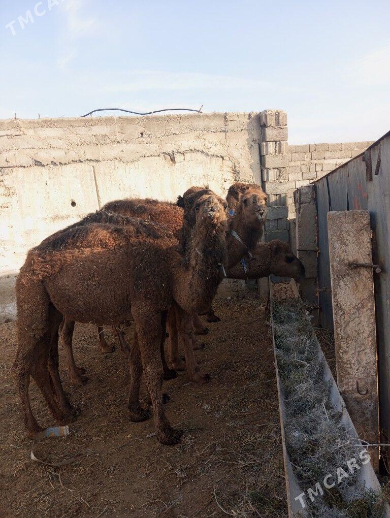 ogsuk - Balkanabat - img 1