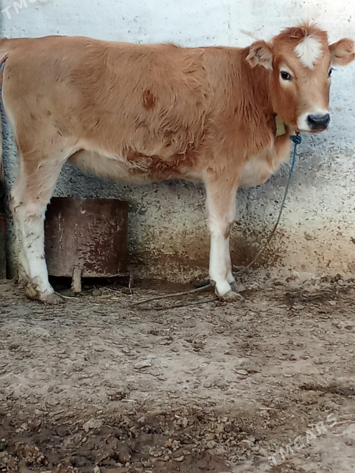 tüwe - Гызыларбат - img 1