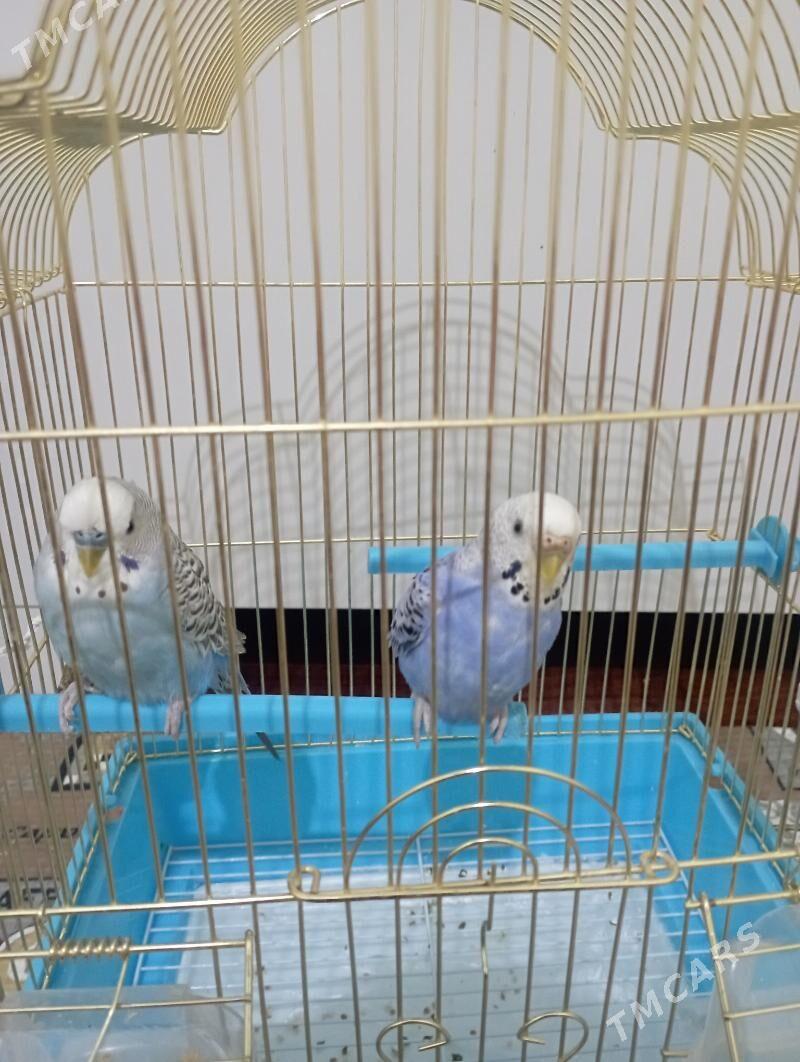 попугаи - Aşgabat - img 1