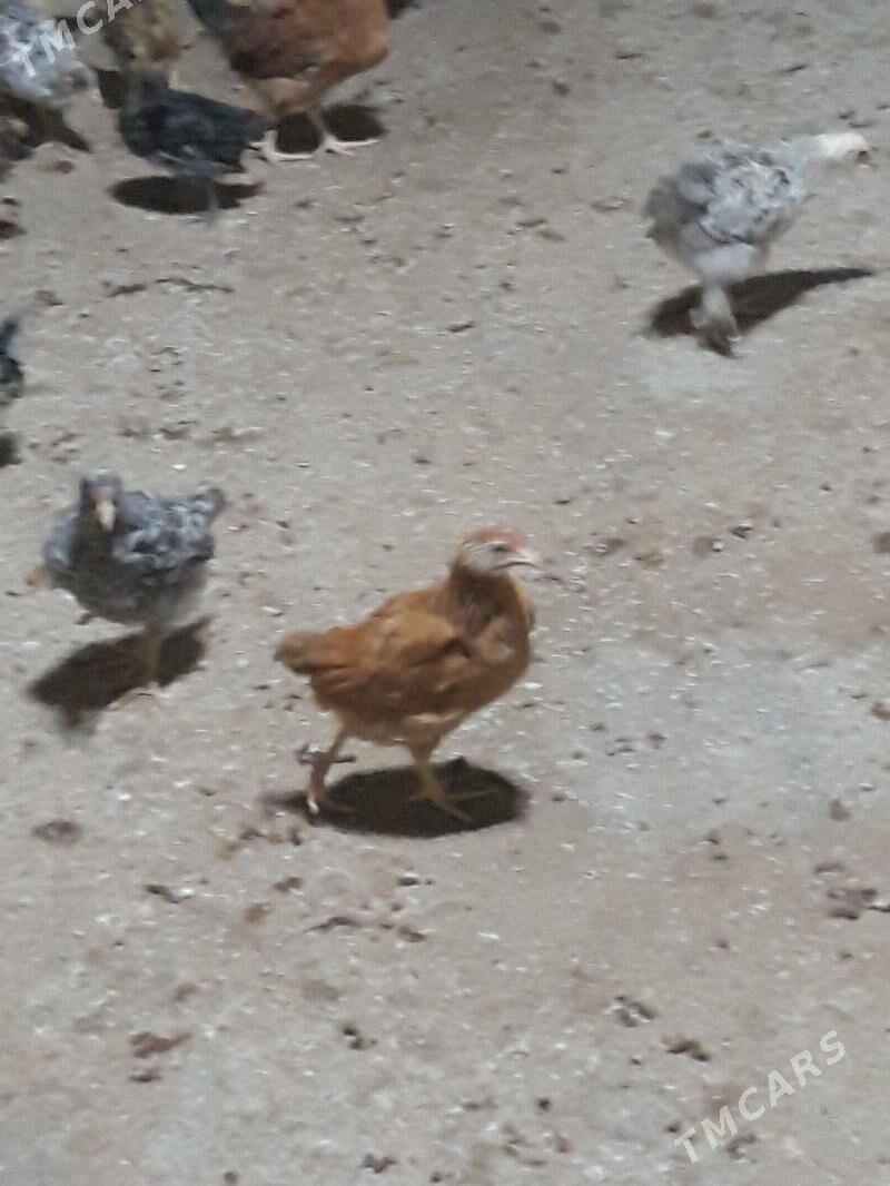 tovuk juyje - Кака - img 1