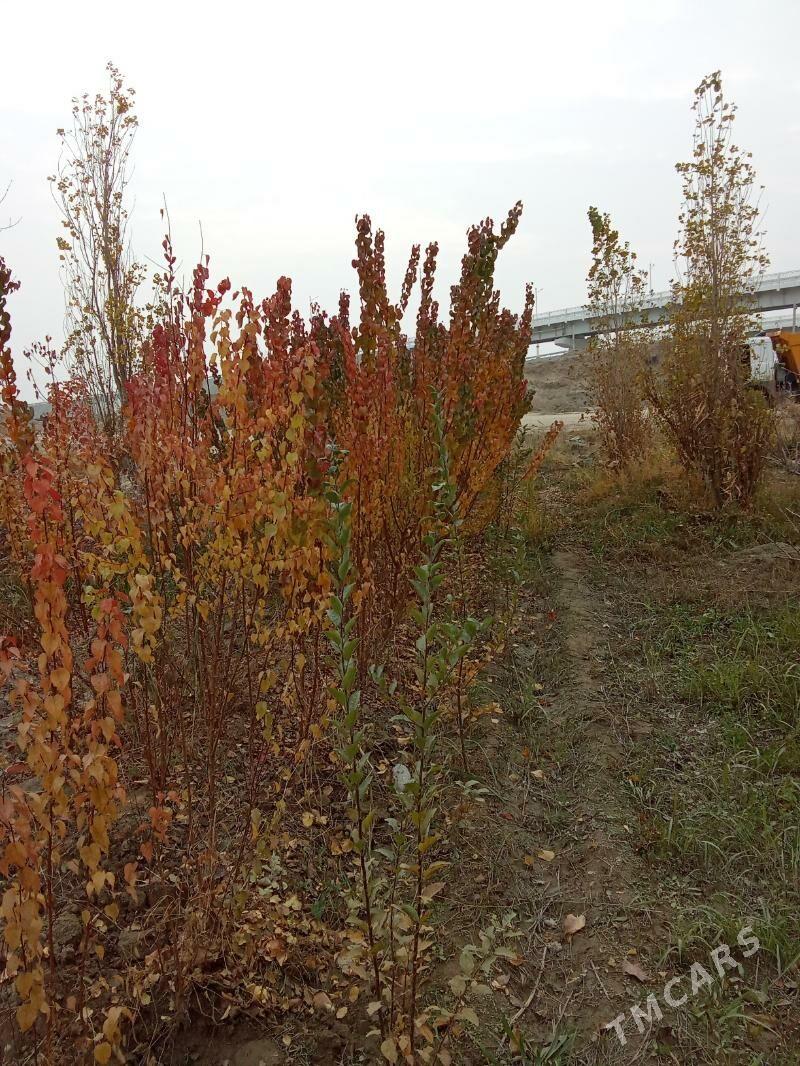 Şitil - Гёкдепе - img 1