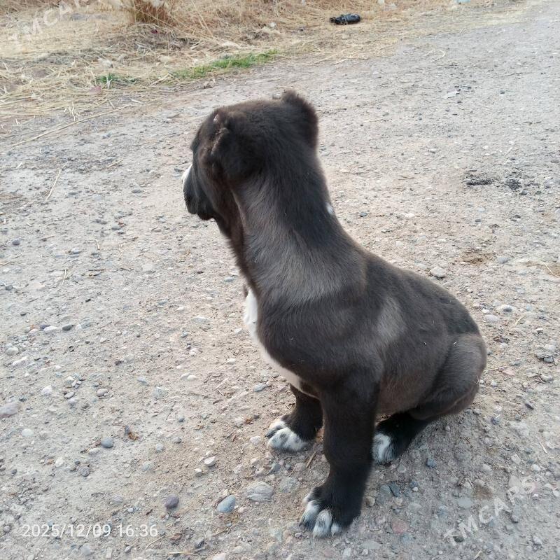 it 2 aylyk - Огуз хан - img 1