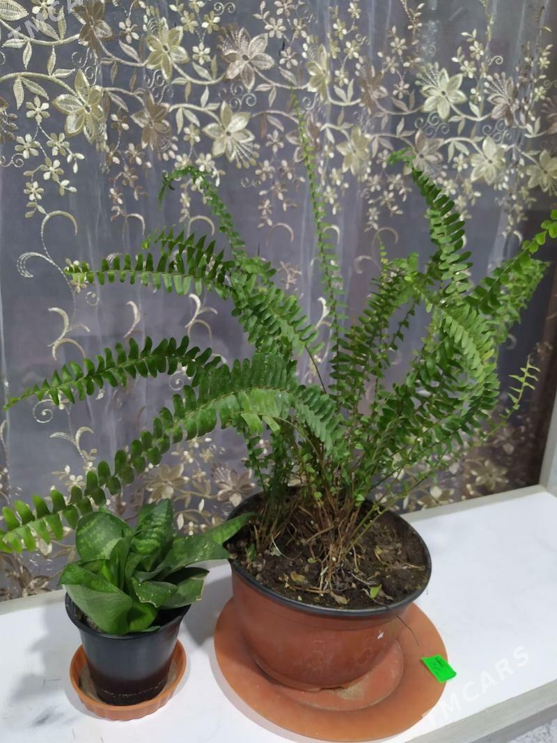 Папоротник - Aşgabat - img 1