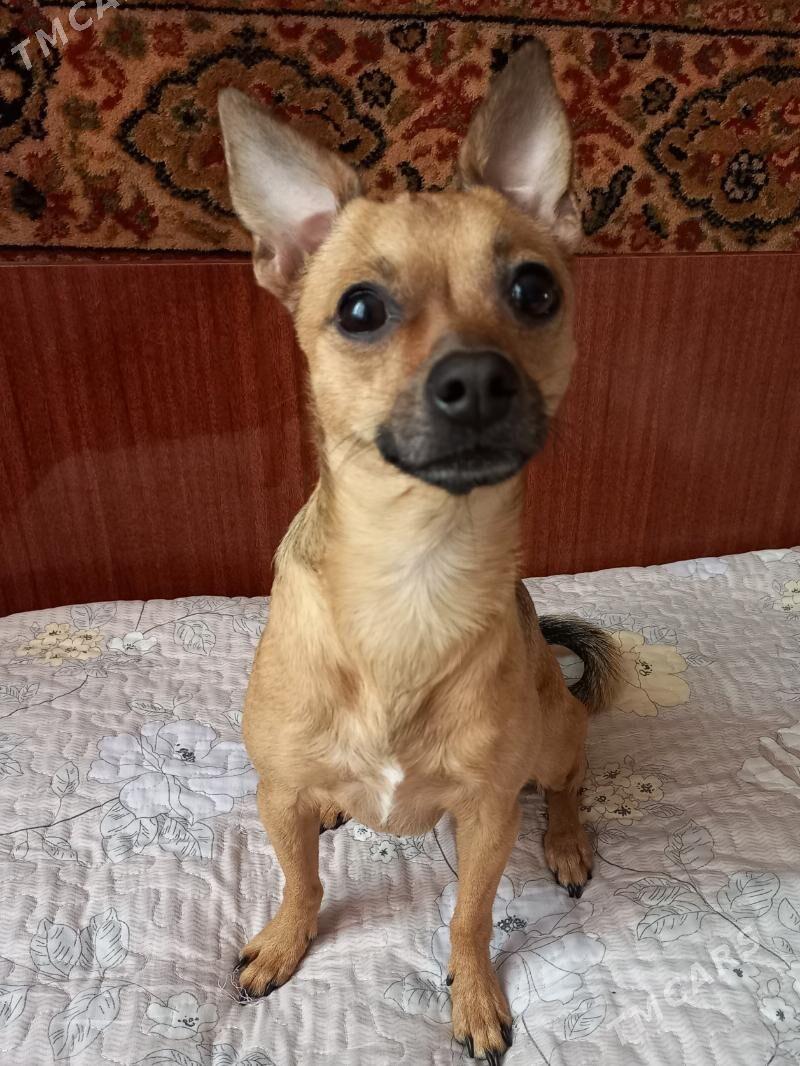 тойтерьер на вязку - Türkmenabat - img 1