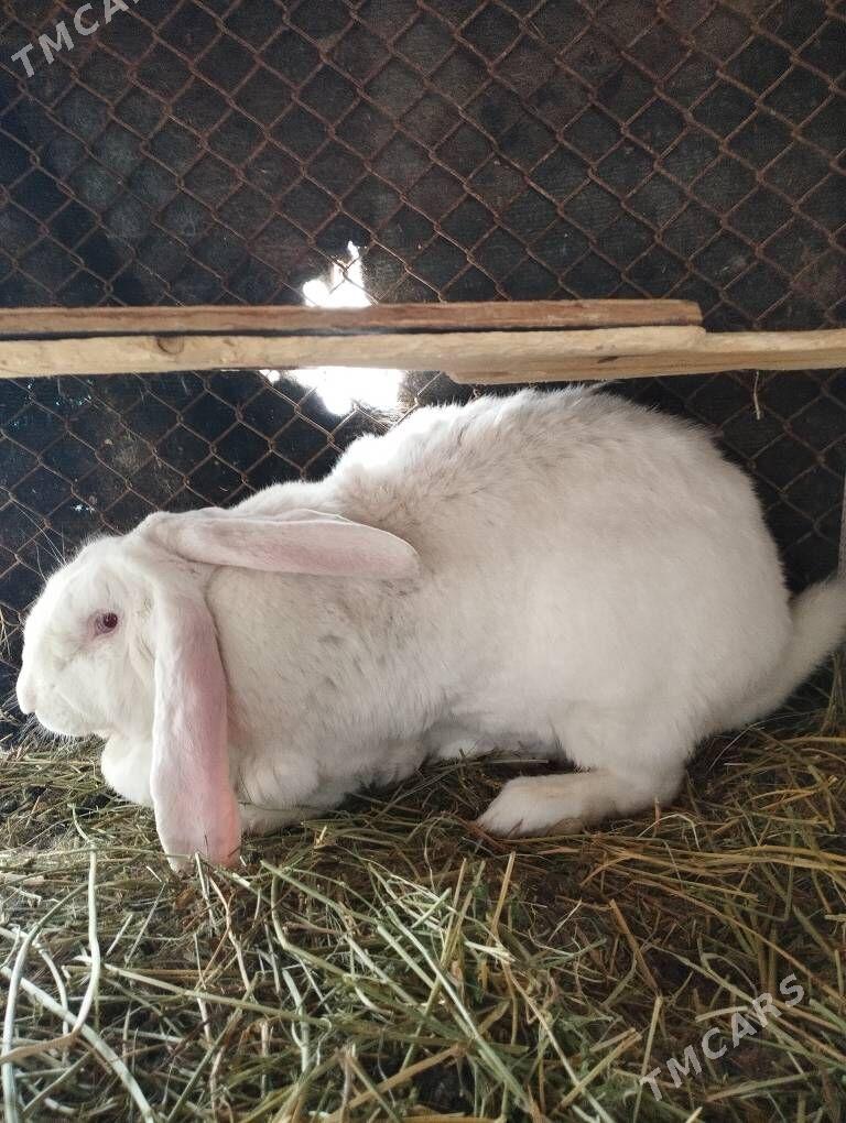 Товшан.Великан. - Туркменабат - img 1