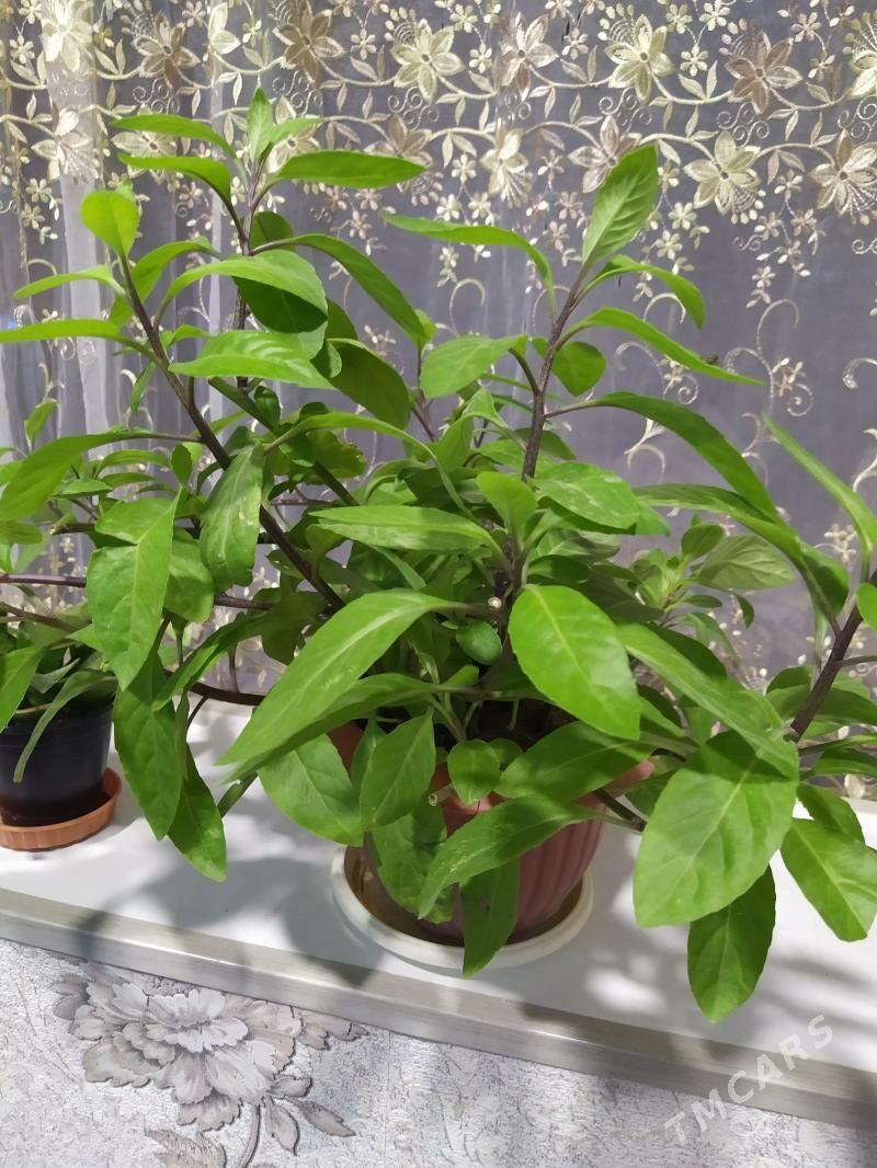 Джинура - Aşgabat - img 1