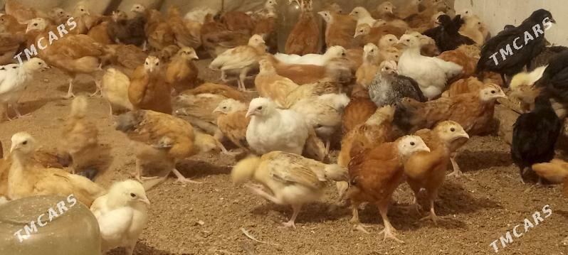 Towuk jüýje - Мургап - img 1