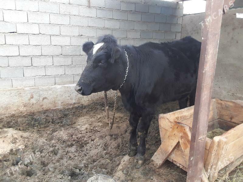 Gibrit kelek tüwe - Ýaşlyk - img 1