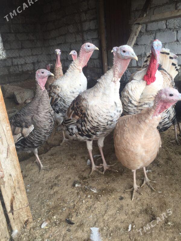 Induk - Gökdepe - img 1