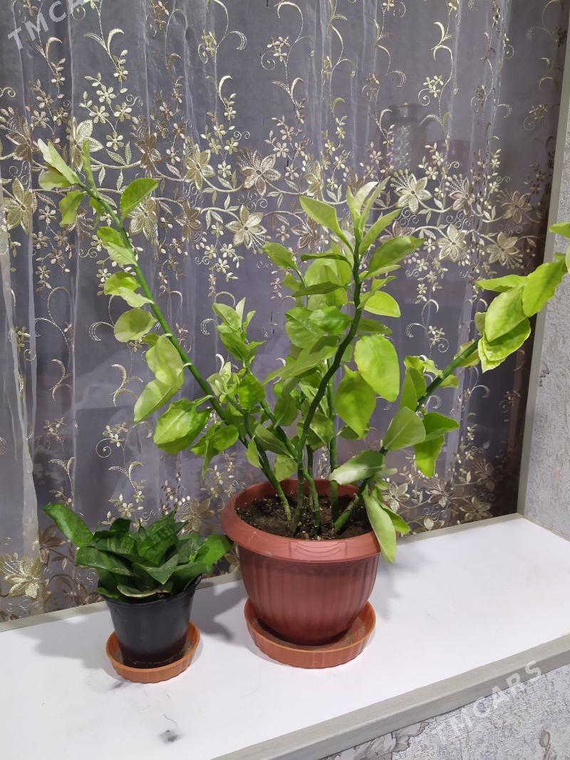 Берёзка - Aşgabat - img 1