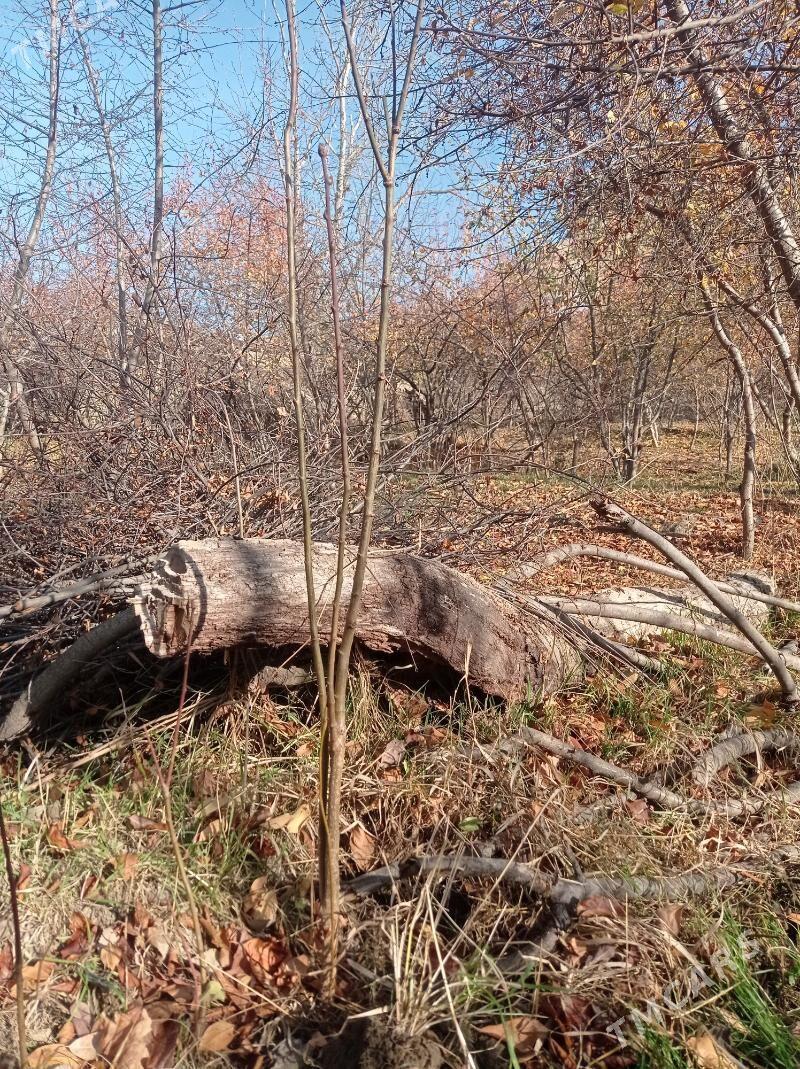 Garaly - Aşgabat - img 1