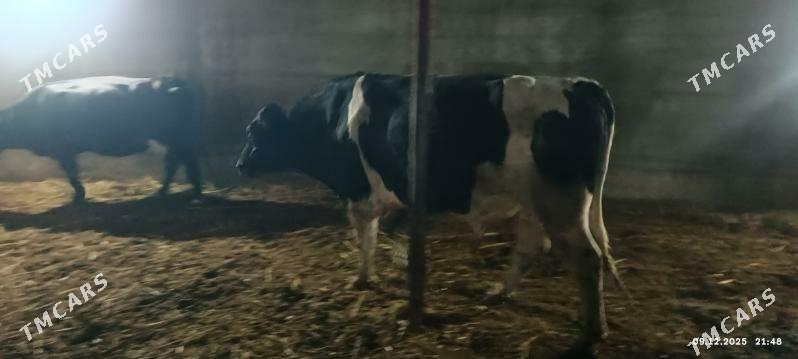 howur okuz - Ýaşlyk - img 1