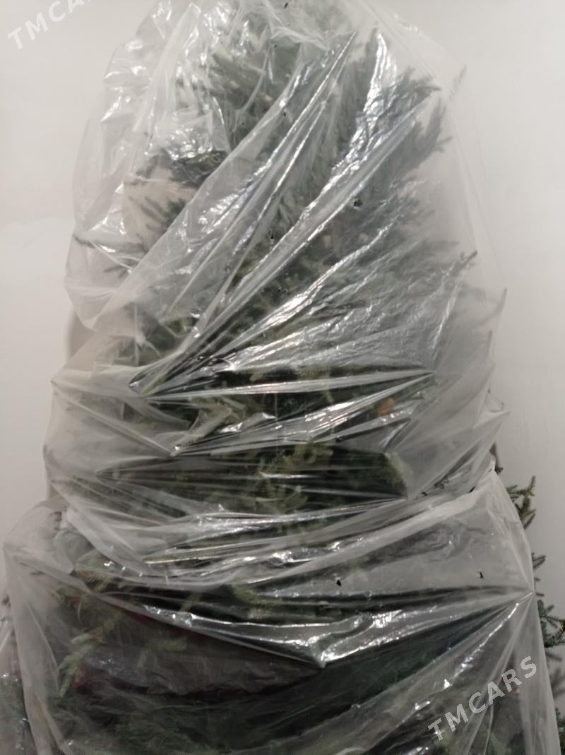 taze yyl arca - Arkadag - img 1