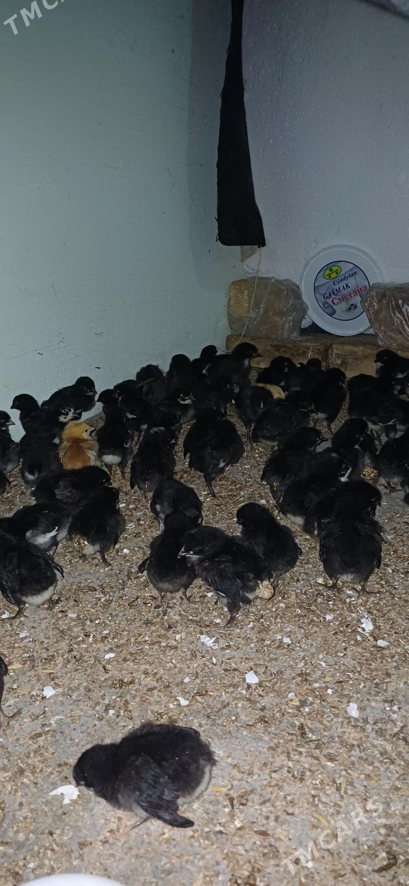 ataks juyje - Aşgabat - img 1